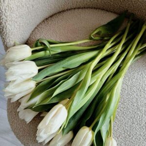 Tulip flowers