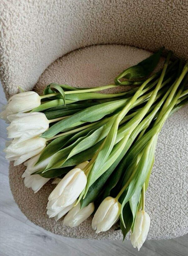 Tulip flowers